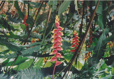 Maui 2 001