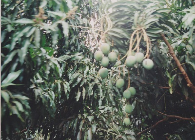 Maui 2 002