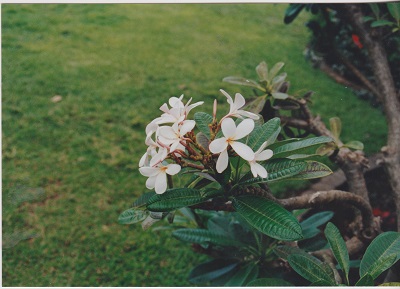 Maui 2 004