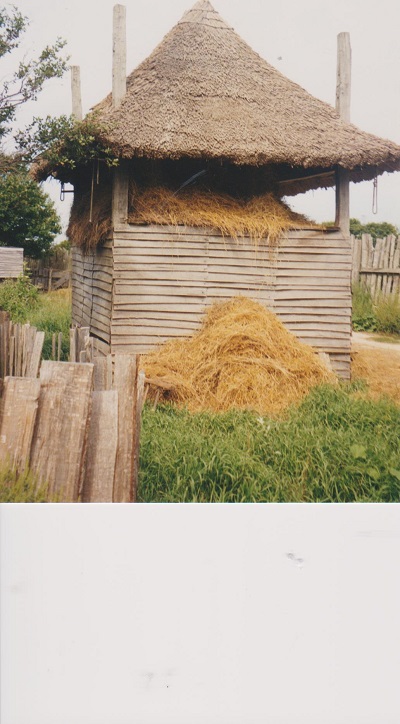 Plant 2 001