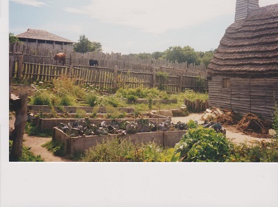 Plant 2 004