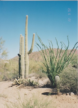 Saguaro 017