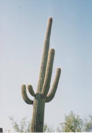 napric 001