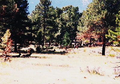 ridge 6